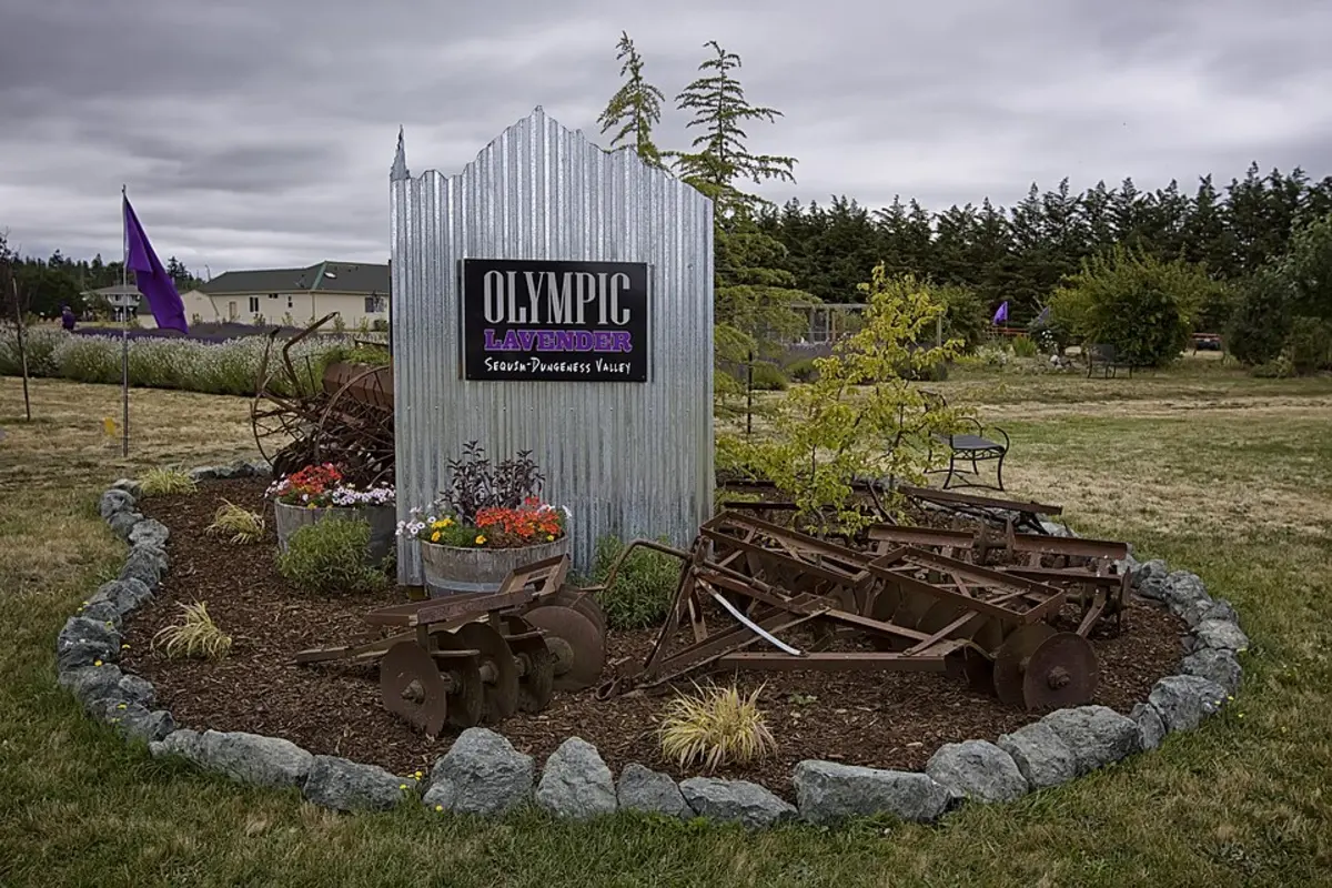 Olympic Lavender Farm entrance sign raised over flower beds and old farm implements, Sequim, Washington
